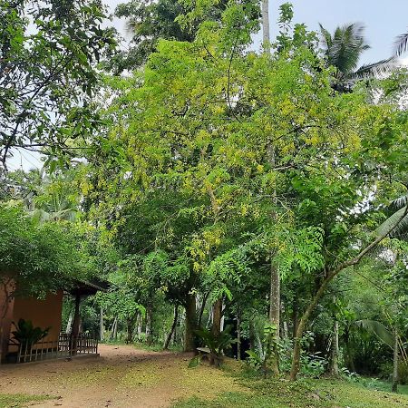 Nature'S Hideout Holiday Home Mirigama エクステリア 写真