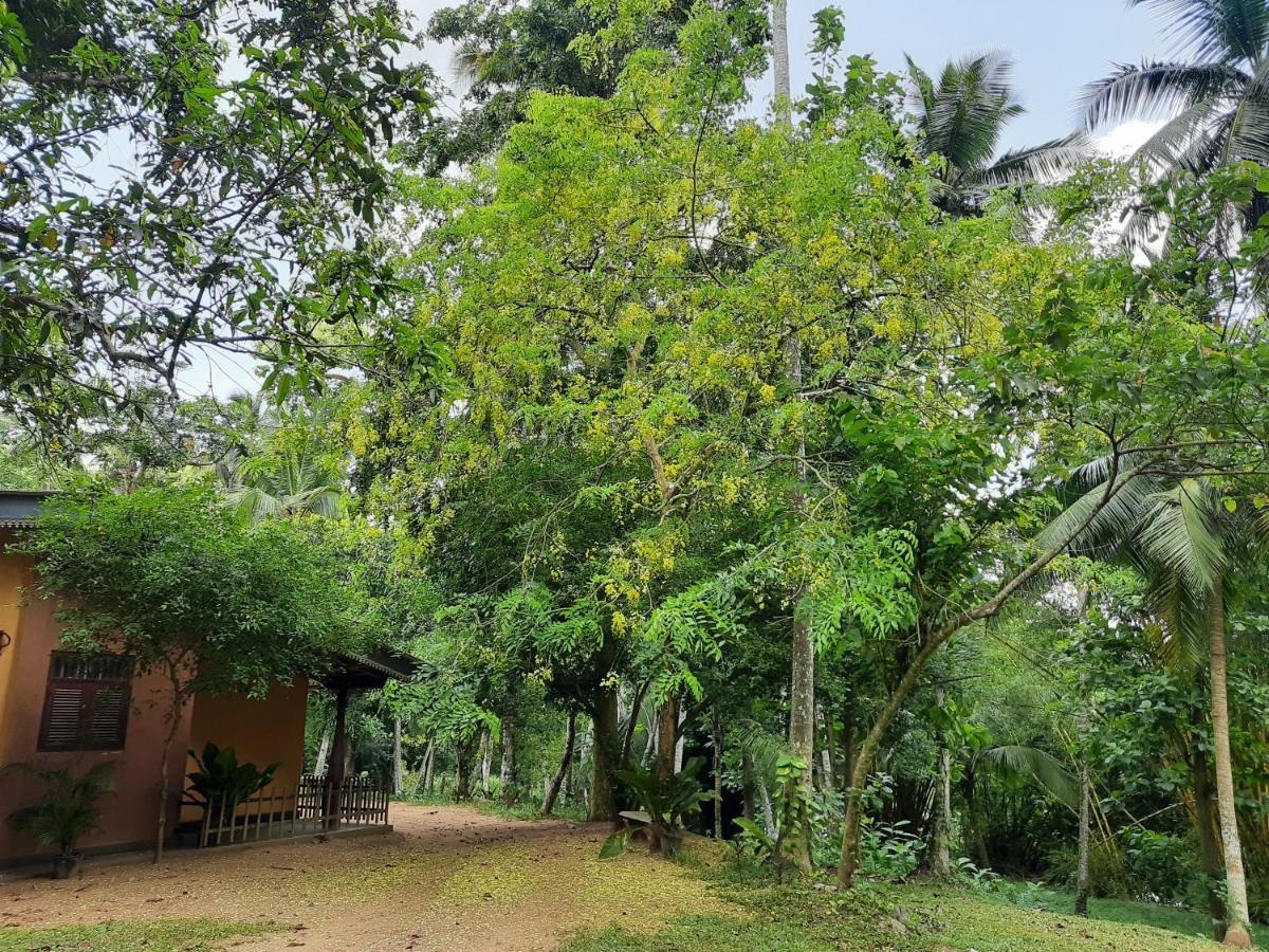 Nature'S Hideout Holiday Home Mirigama エクステリア 写真