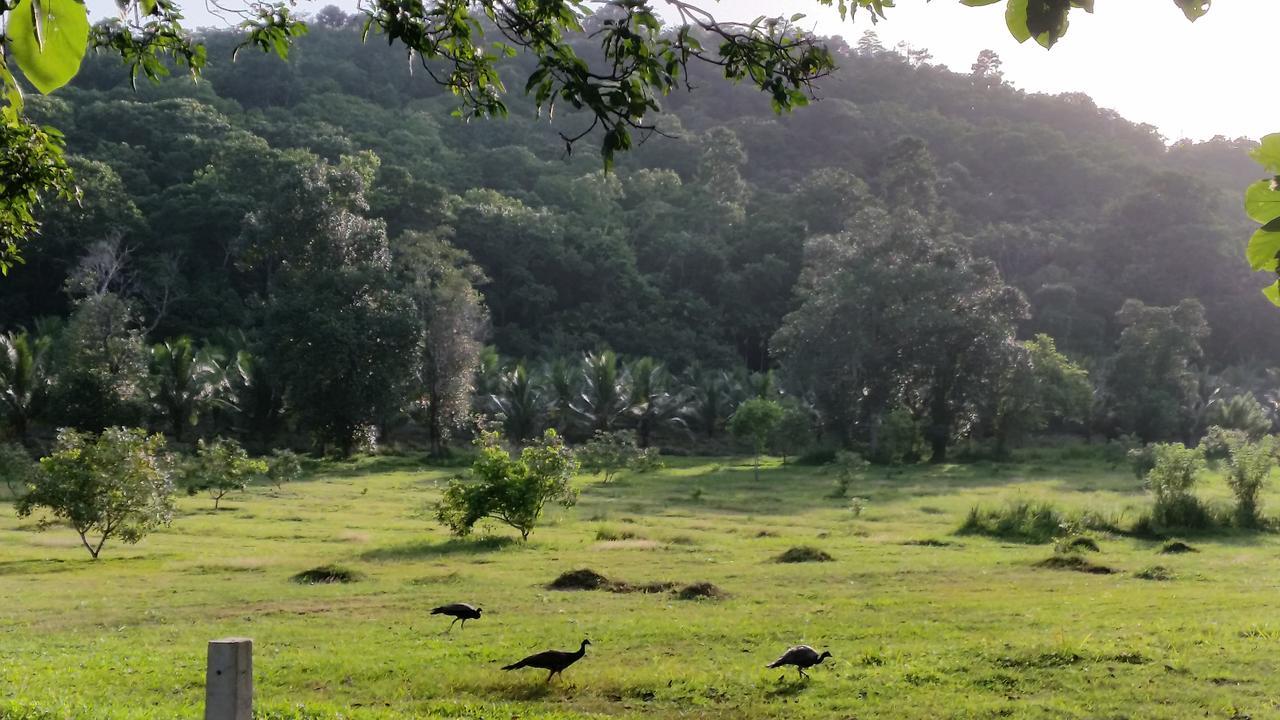 Nature'S Hideout Holiday Home Mirigama エクステリア 写真