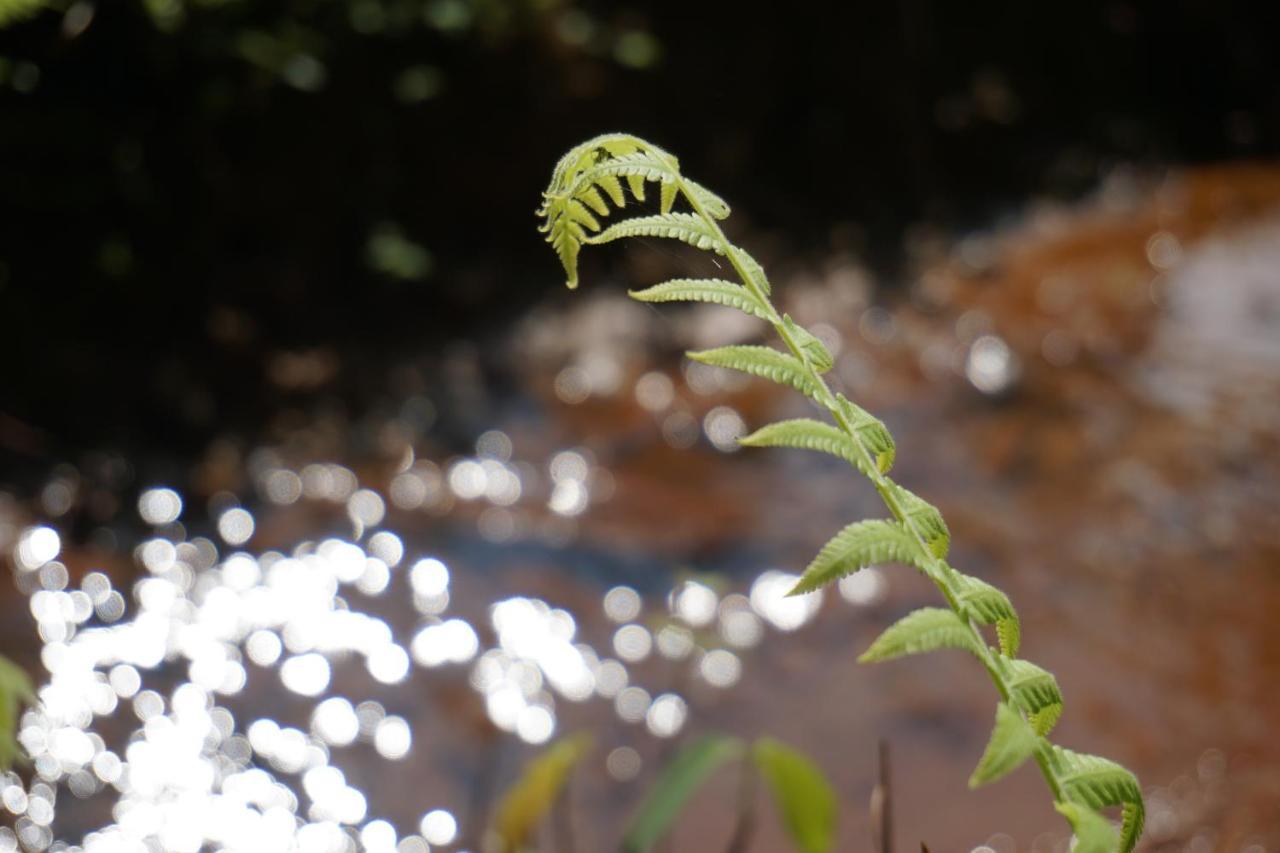 Nature'S Hideout Holiday Home Mirigama エクステリア 写真